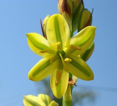 Albuca suaveolens