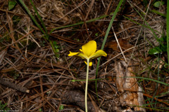 Calochortus venustulus