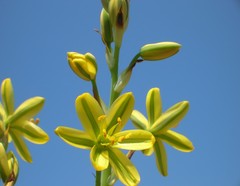 Albuca suaveolens