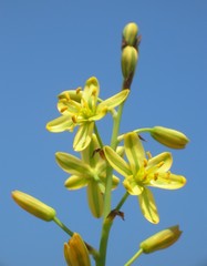 Albuca suaveolens