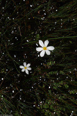 Sisyrinchium cholewae