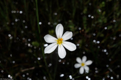 Sisyrinchium cholewae