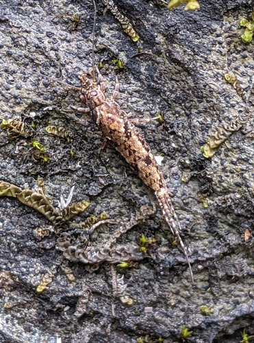Pedetontus submutans
