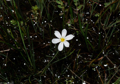 Sisyrinchium cholewae