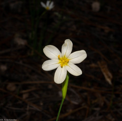 Sisyrinchium cholewae