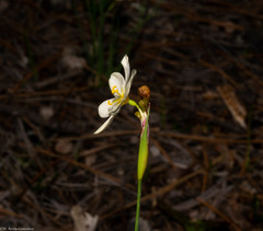 Sisyrinchium cholewae