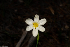 Sisyrinchium cholewae
