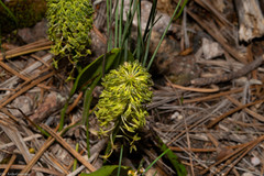Malaxis elliptica
