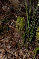 Malaxis elliptica