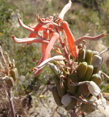 Aloe greatheadii davyana