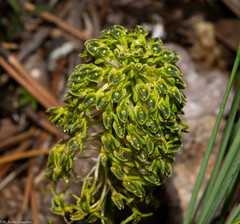 Malaxis elliptica