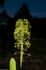 Malaxis elliptica