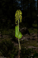 Malaxis elliptica