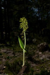 Malaxis elliptica