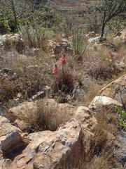 Aloe greatheadii davyana