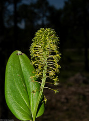 Malaxis elliptica