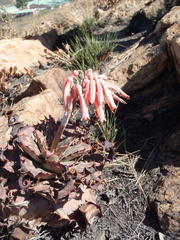 Aloe greatheadii davyana