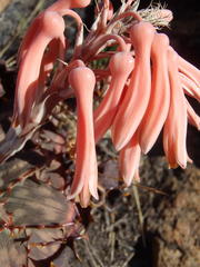 Aloe greatheadii davyana