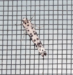 Yponomeuta pustulellus