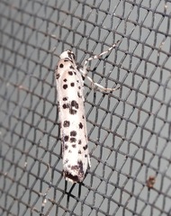 Yponomeuta pustulellus