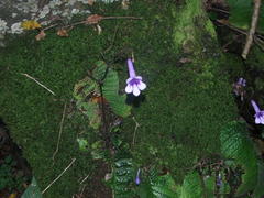 Streptocarpus cooperi