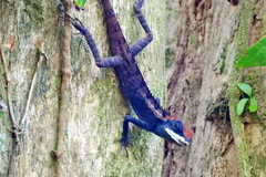Calotes emma