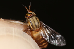 Chrysops brunneus