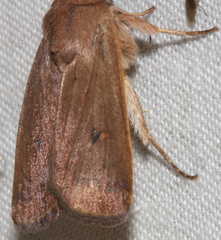 Proteuxoa porphyrescens
