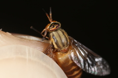 Chrysops brunneus