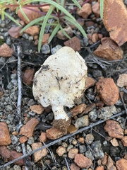 Agaricus columellatus