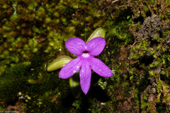 Pinguicula oblongiloba