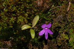 Pinguicula oblongiloba
