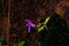Pinguicula oblongiloba