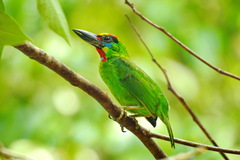 Psilopogon mystacophanos