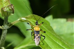 Velinus malayus