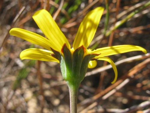 Othonna pinnata
