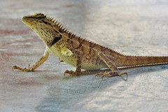 Calotes emma