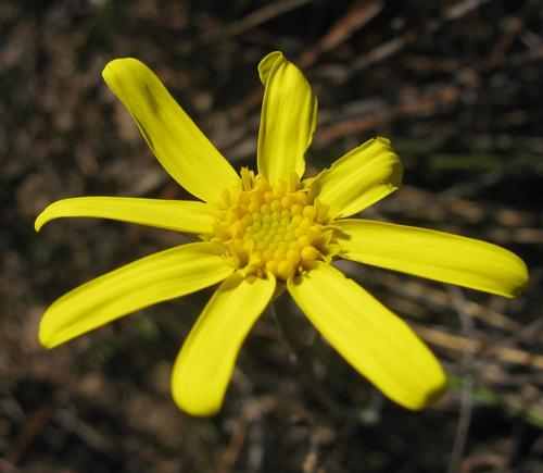 Othonna pinnata