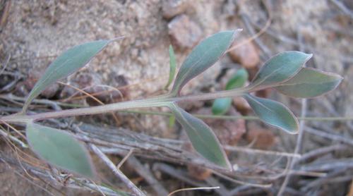 Othonna pinnata