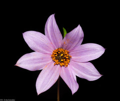 Dahlia sherffii