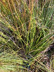Juncus filiformis