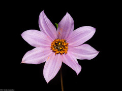 Dahlia sherffii