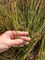 Juncus filiformis