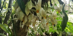 Stanhopea oculata