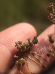 Cicuta maculata victorinii