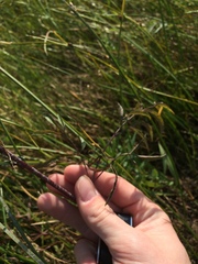 Cicuta maculata victorinii