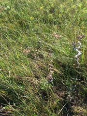 Cicuta maculata victorinii