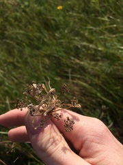 Cicuta maculata victorinii