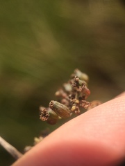 Cicuta maculata victorinii