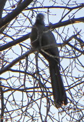 Corythaixoides concolor bechuanae